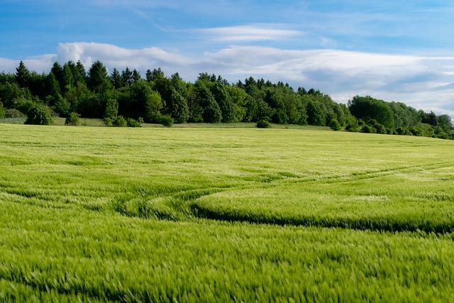 Pěstování zeleniny: rady a tipy