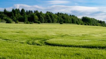 Jak pěstovat rajčata na balkoně krok za krokem