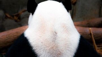 Základy zednictví: Informative記事。