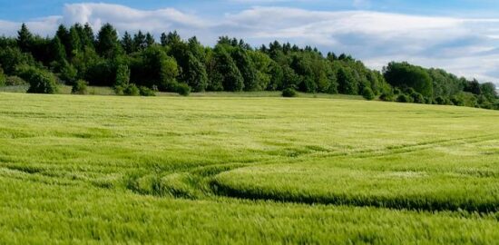 Jak pěstovat orchideje ve vaší zahradě