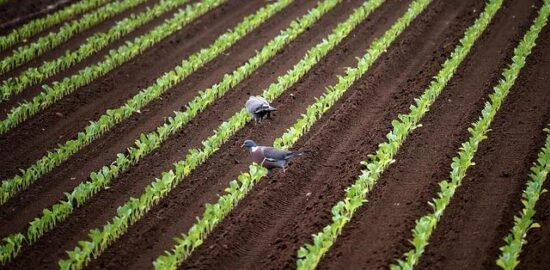 Jak pěstovat zeleninu: Informative rady a tipy