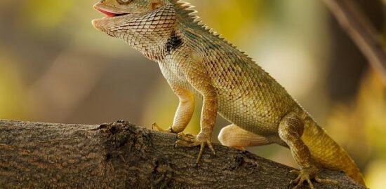 Jak udělat svůj zahradní krám?