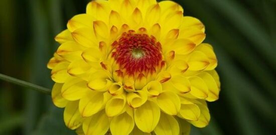 Zahradničení: Návody