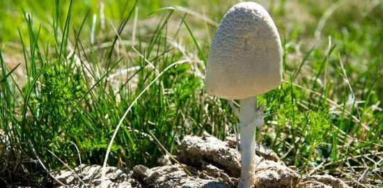 Jak používat hnojivo pro zdravější rostliny