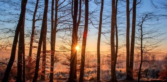 Jaké stromy vysadit do zahrady?