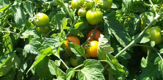 Jak na zahradničení: rady a tipy