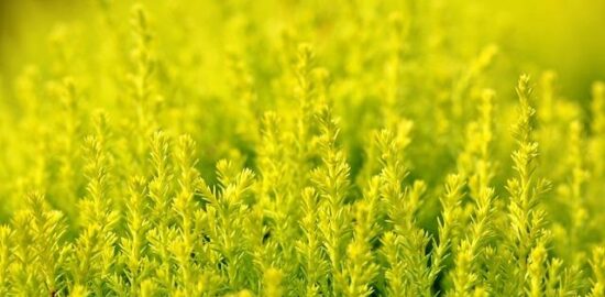 Jak zařídit zahradu podle Feng Shui