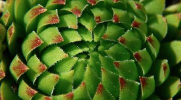 Rostlina: Informative