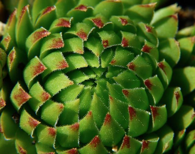 Rostlina: Informative