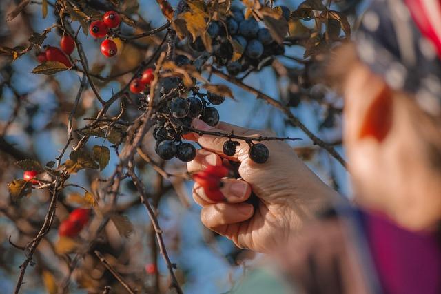 Jak vybrat a skladovat ovoce – Informative