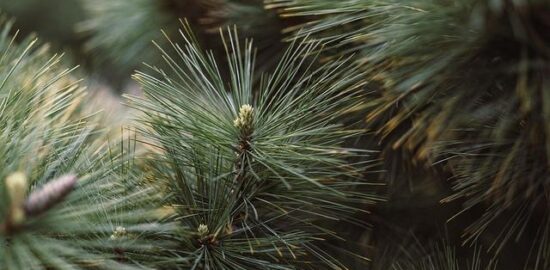 Jak vysadit strom krok za krokem