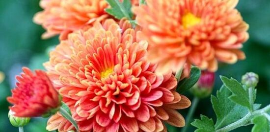 Jak na zahradničení: inspirace