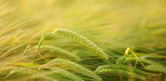 Jak pěstovat stromy ve své zahradě