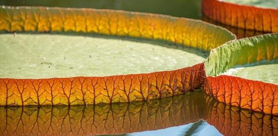 Jak vybrat správné hnojivo pro vaše rostliny?