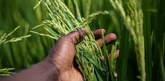 Pěstování rostlin: rady a tipy