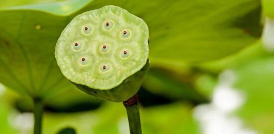 Rostlina: Jak pěstovat doma582289ší