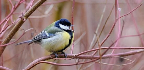 Jaké druhy stromů lze vysadit do vaší zahrady?
