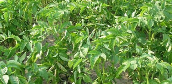 Jak zasadit růže: návod