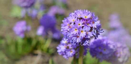 Pěstování květin bez zbytečných starostí – rady a tipy