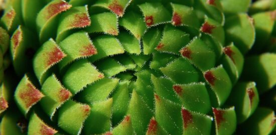 Zajímavosti o rostlině