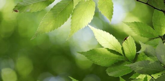 Jak se starat o pokojovou rostlinu?