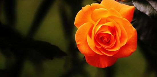 Jak pěstovat růže: Informative rady pro začátečníky