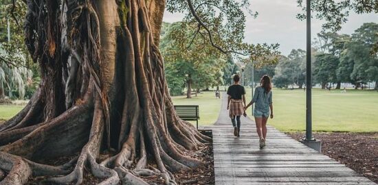 Jak na péči o stromy: Informative rady