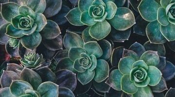 Pěstování rostlin – inspirace