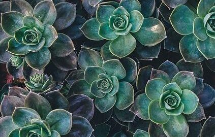 Zahradničení: Jak udělat svůj zahradní sen skutečností