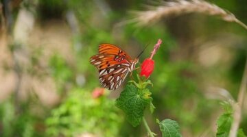 Jak na zahradničení: inspirace a nápady