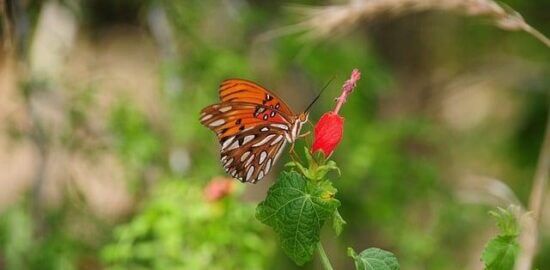 Jak na zahradničení: inspirace a nápady