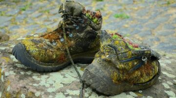 Zasadil jsem, pěstoval jsem: Průvodce zahradničením