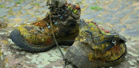 Zasadil jsem, pěstoval jsem: Průvodce zahradničením