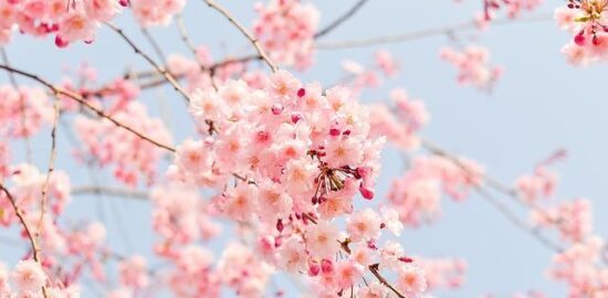 Zajímavosti o květinách