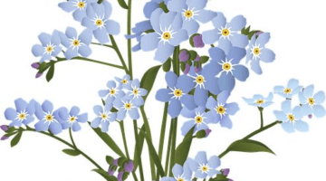 Jaké květiny se hodí do skleníku