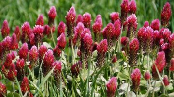 Využití plynu v domácnosti: Informative