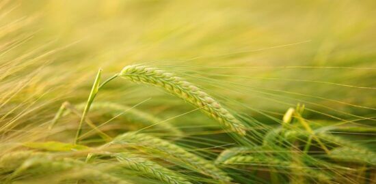 Pěstování Aloe Vera: Informative