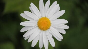 Ovocné inspirace: 5 způsobů, jak si vychutnat čerstvé ovoce