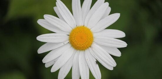 Ovocné inspirace: 5 způsobů, jak si vychutnat čerstvé ovoce