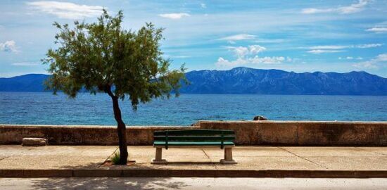 Jak poznat stromy v české přírodě