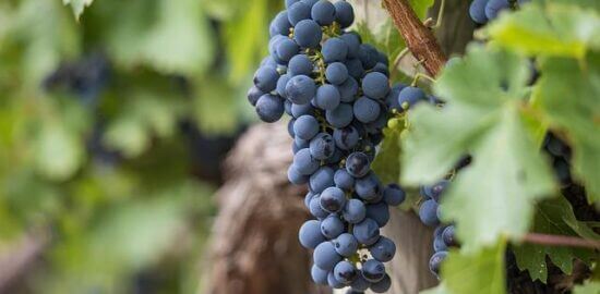 Jak pěstovat tropické ovoce v domácích podmínkách