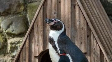 Dřevostavby: inspirace pro moderní bydlení