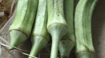 Výhody a nevýhody různých druhů energie