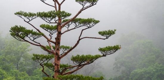 Strom: Informative – Jak poznat stromy podle jejich listů