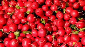 Rady a tipy pro novostavbu: Jak správně vybrat stavební firmu?