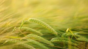 Pěstování bylinky petržel v domácích podmínkách