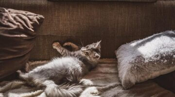 Jak vybírat byt: průvodce pro začátečníky