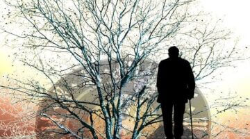 Návod na péči o stromy