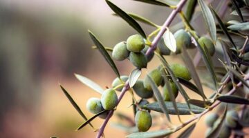 Jak pěstovat a pečovat o stromy – článek typu „informace