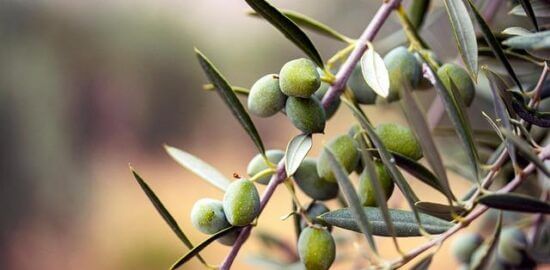 Jak pěstovat a pečovat o stromy – článek typu „informace